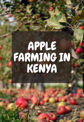 Kenya\'s Orchard Symphony: The Art of Apple Growing.
